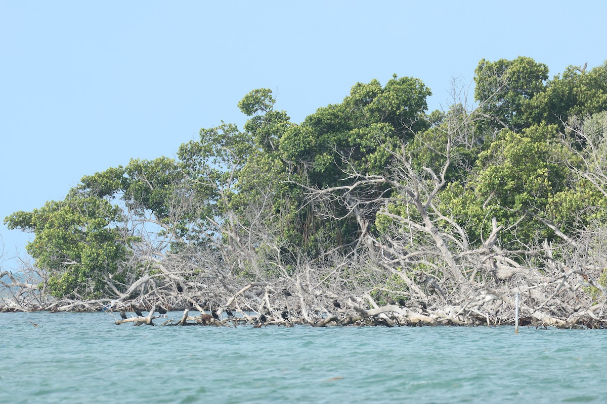 Double-crested Cormorant - ML618266805