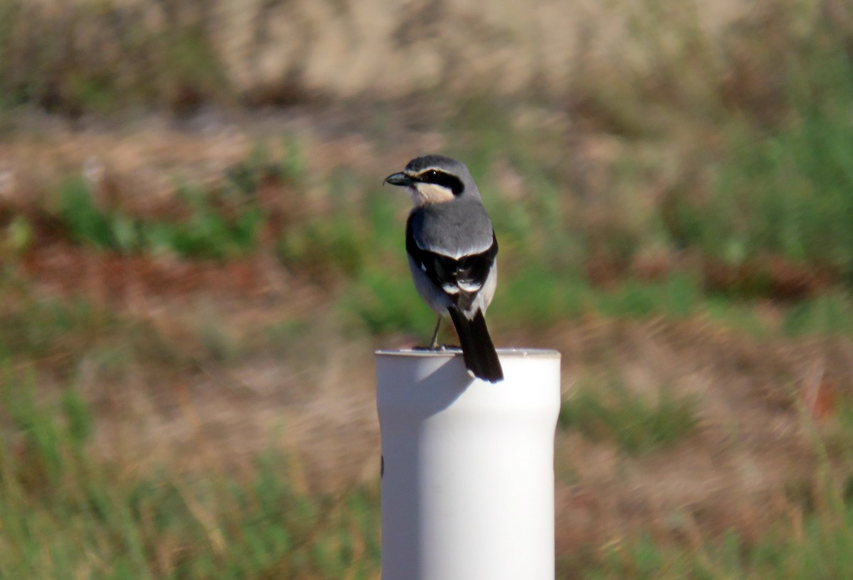 Iberian Gray Shrike - Francisco Javier Calvo lesmes