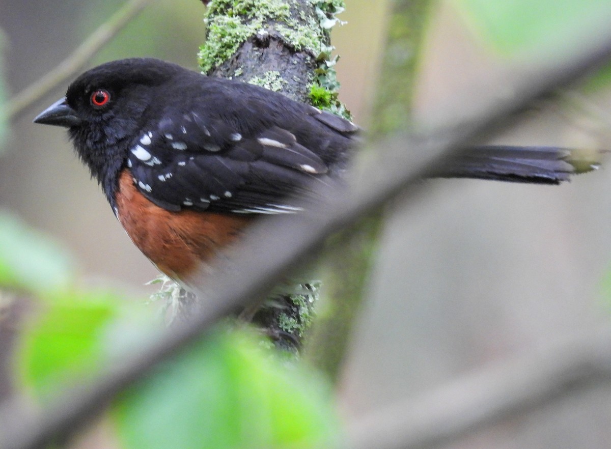 Spotted Towhee - Sara Gravatt-Wimsatt