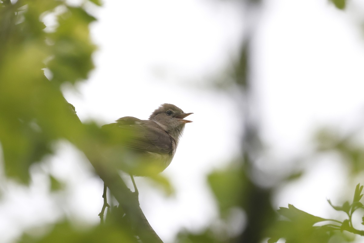 Garden Warbler - ML618266850