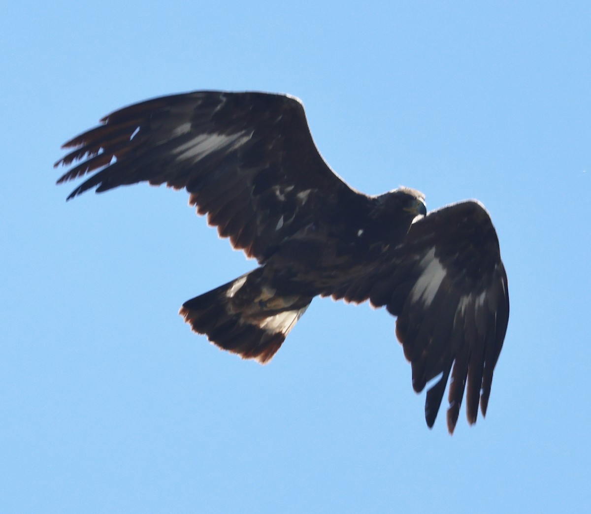 Golden Eagle - Jim Parker