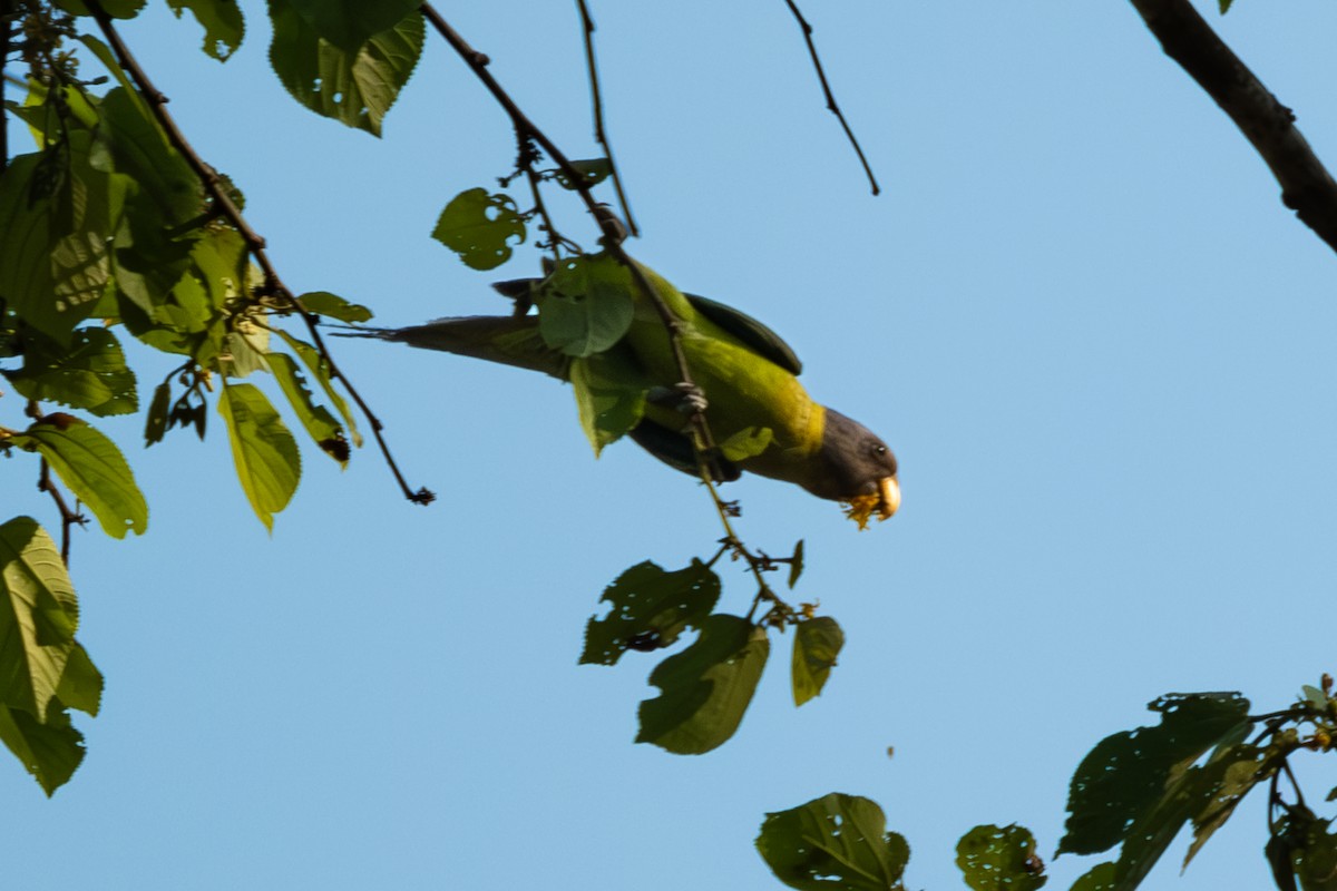 Plum-headed Parakeet - Martin Mau