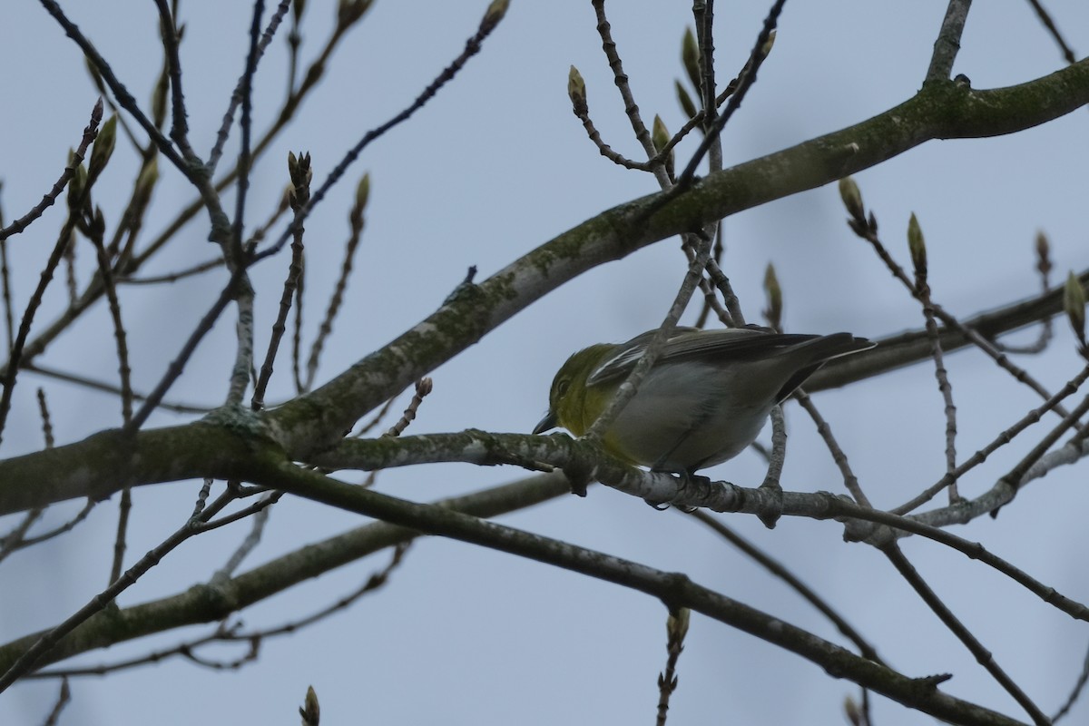 Yellow-throated Vireo - Sandy Vandervalk