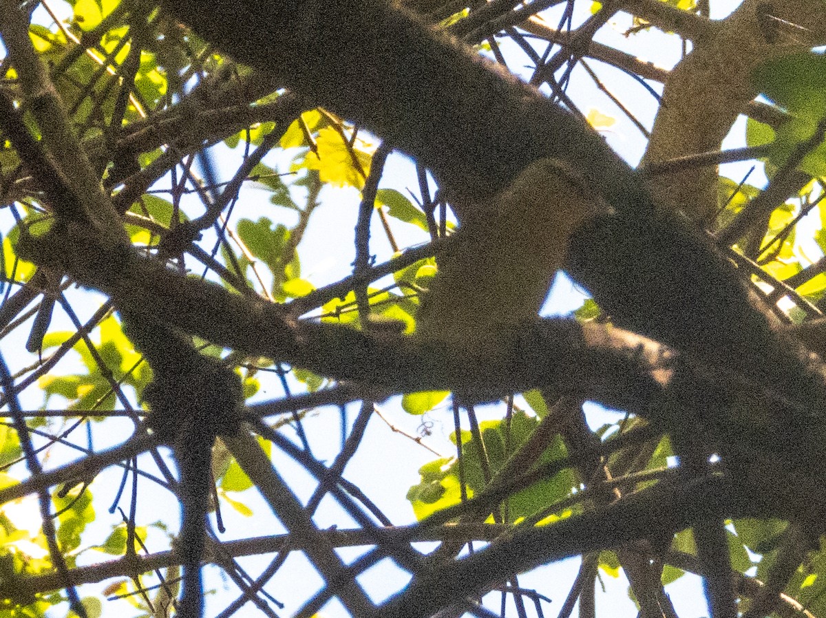 Worm-eating Warbler - Ann Larson