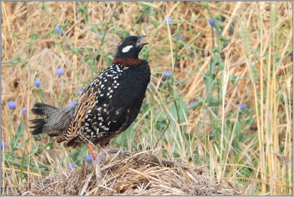 Black Francolin - ML618266885