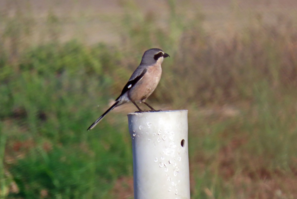 Iberian Gray Shrike - ML618266891