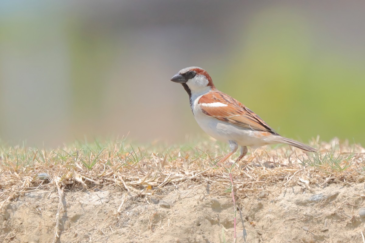 House Sparrow - Yi-Cheng Chen