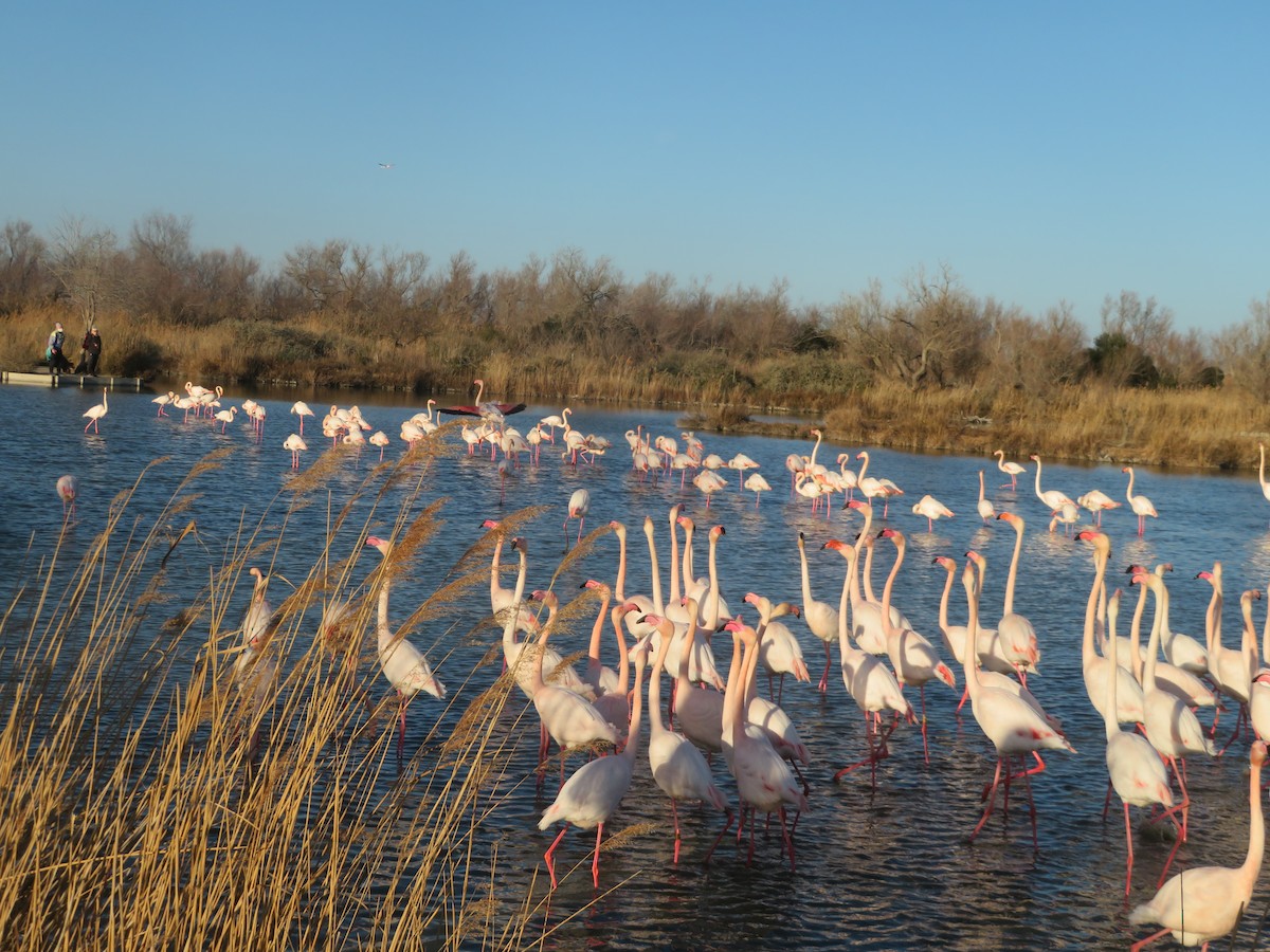 Greater Flamingo - Louis Sergent