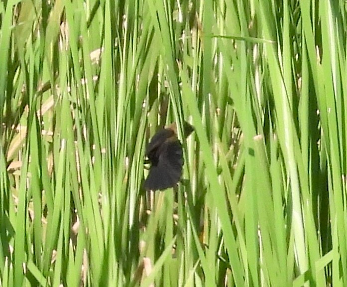 Bobolink - Christine Rowland