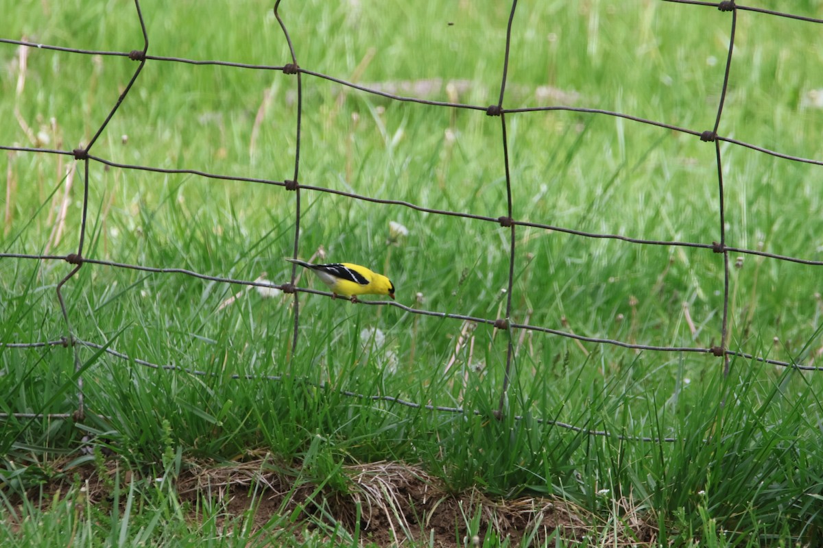 American Goldfinch - ML618266930