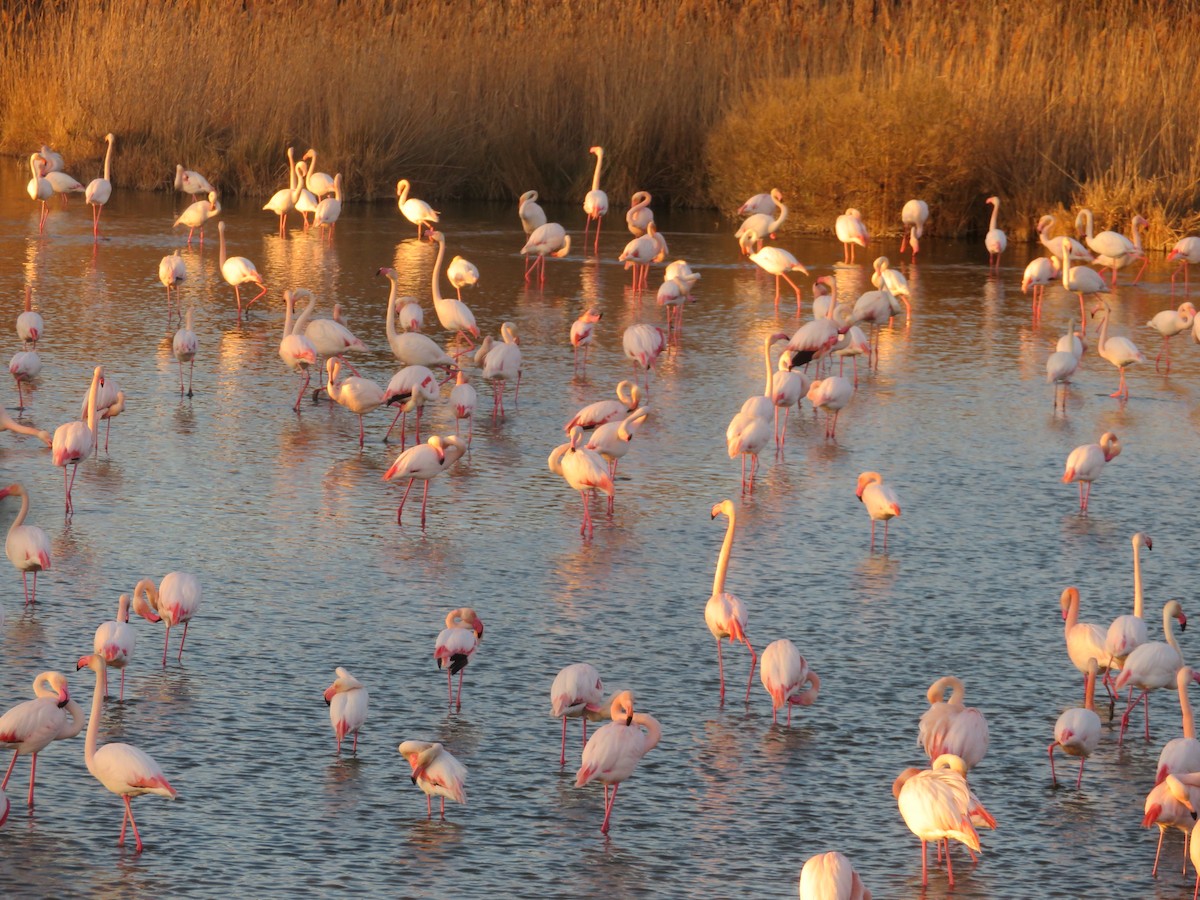 Greater Flamingo - Louis Sergent