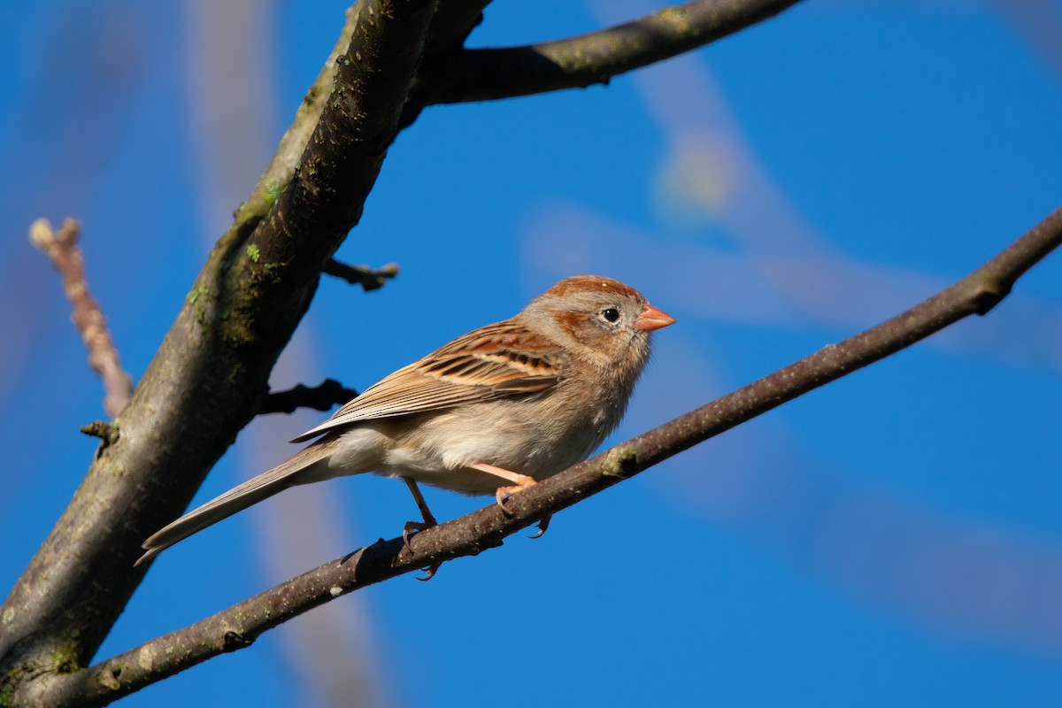 Field Sparrow - Jeff Katen