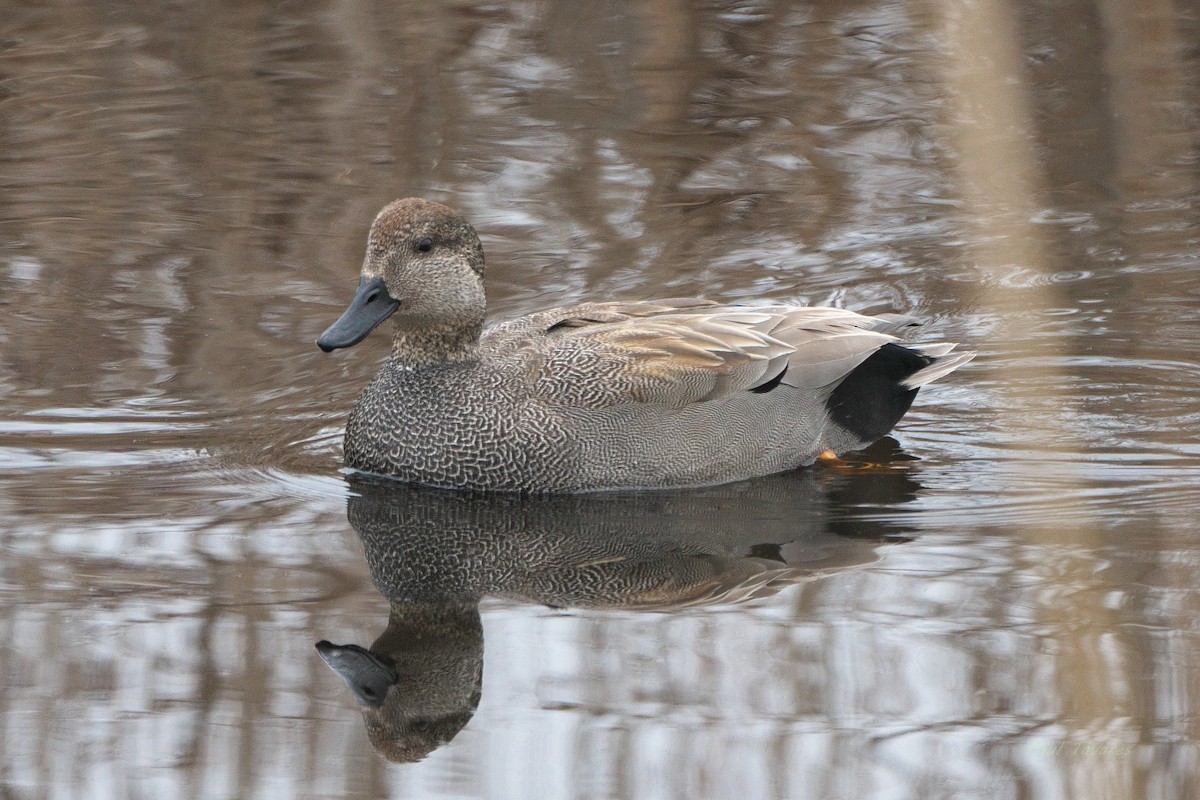 Gadwall - Paul Tavares