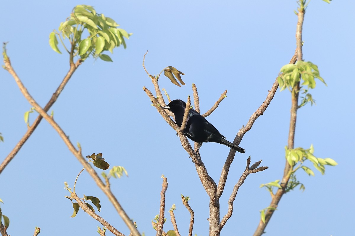 Shiny Cowbird - E R