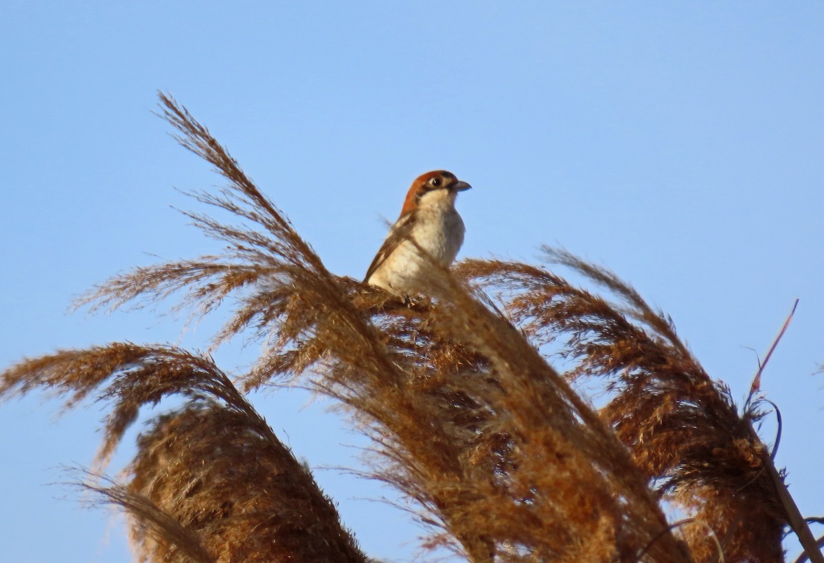 Woodchat Shrike - ML618266957