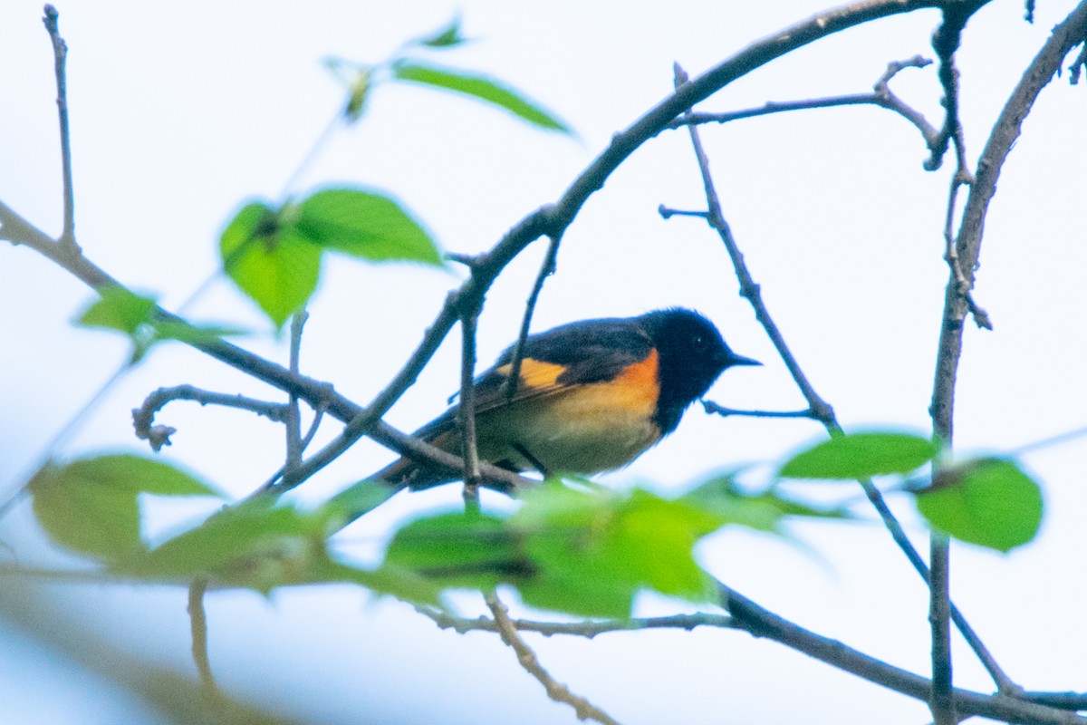 American Redstart - ML618266958