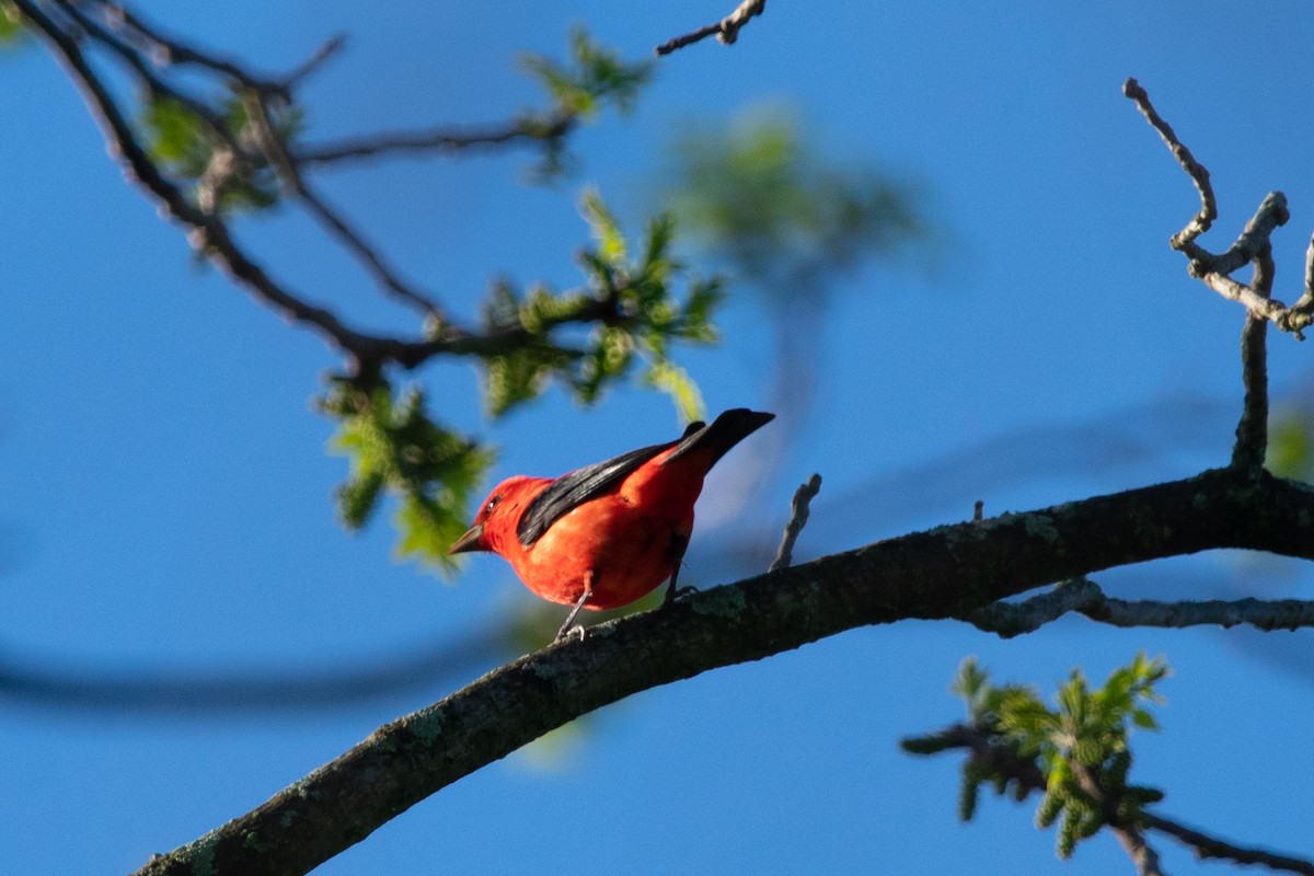 Scarlet Tanager - ML618266965