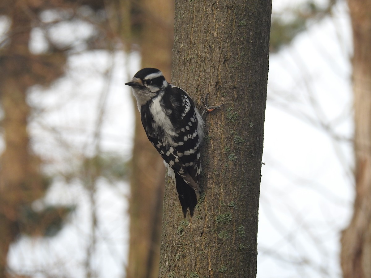 Downy Woodpecker - Tom Dibblee