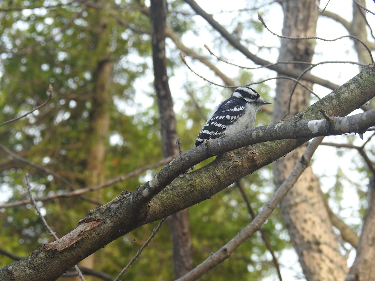 Downy Woodpecker - Tom Dibblee