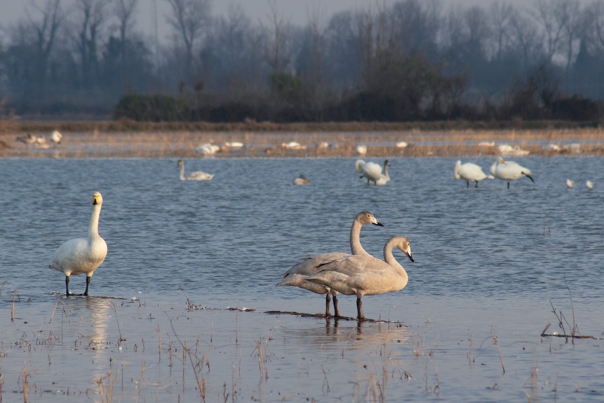 Whooper Swan - ML618267005