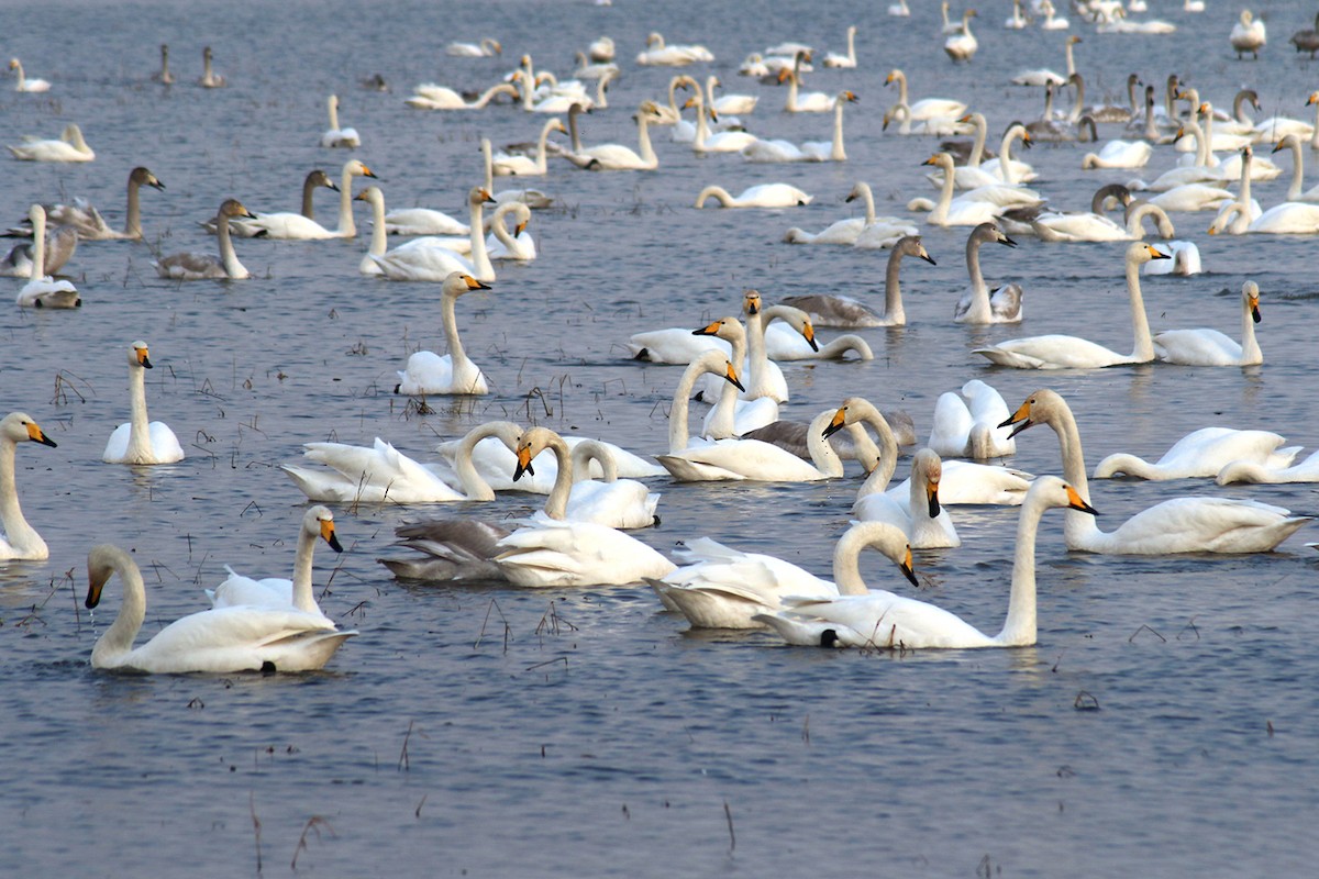 Whooper Swan - Shaqayeq Vahshi