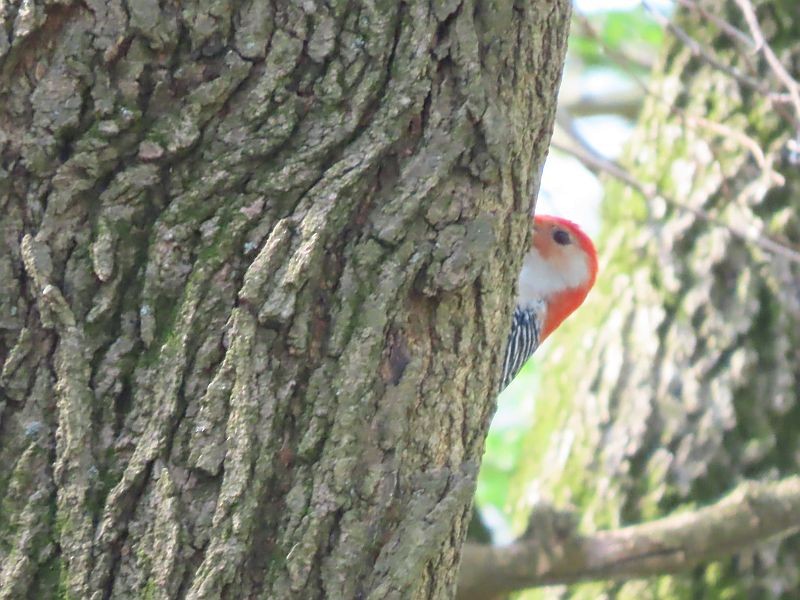 Red-bellied Woodpecker - Tracy The Birder