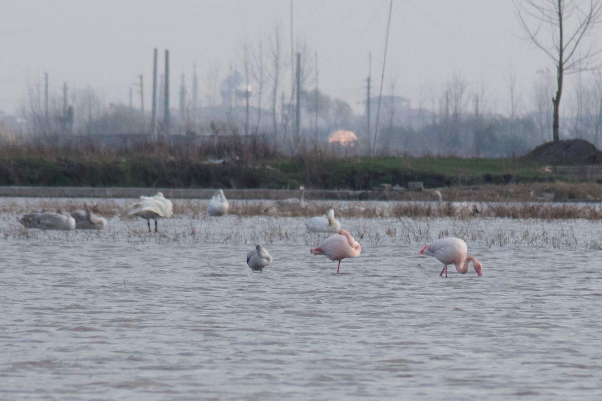 Greater Flamingo - Shaqayeq Vahshi