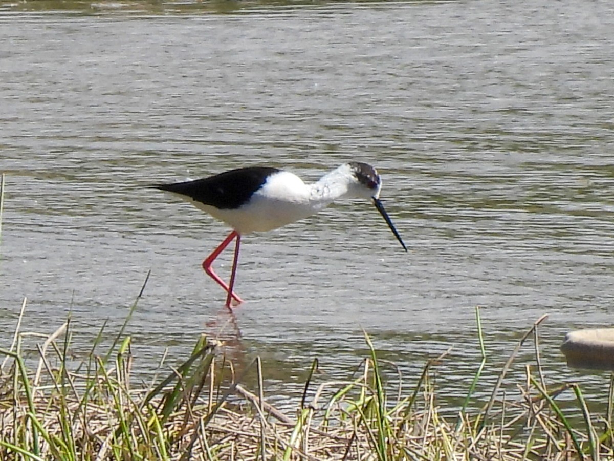 Black-winged Stilt - José Ramón Martínez