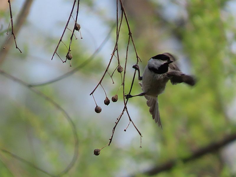 Carolina Chickadee - Tracy The Birder