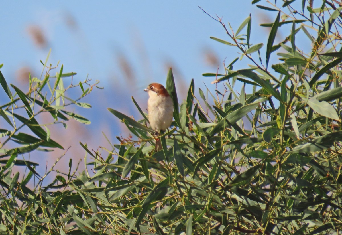 Woodchat Shrike - ML618267034