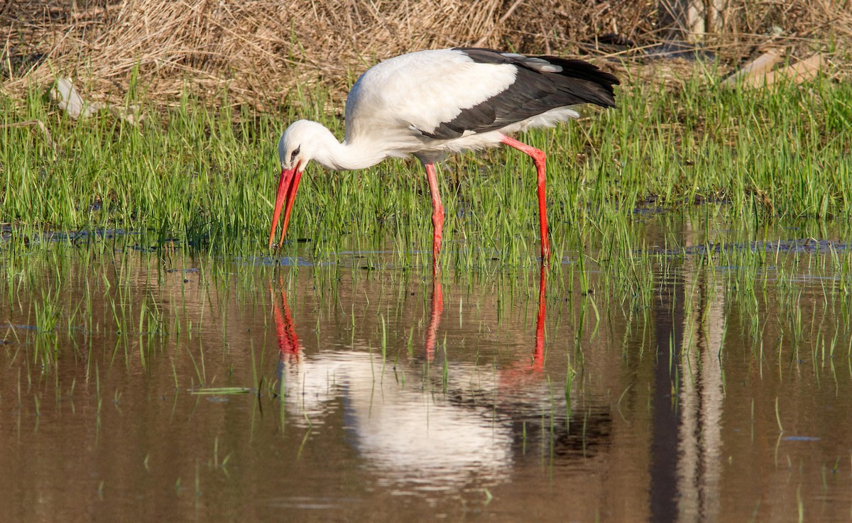 White Stork - ML618267091