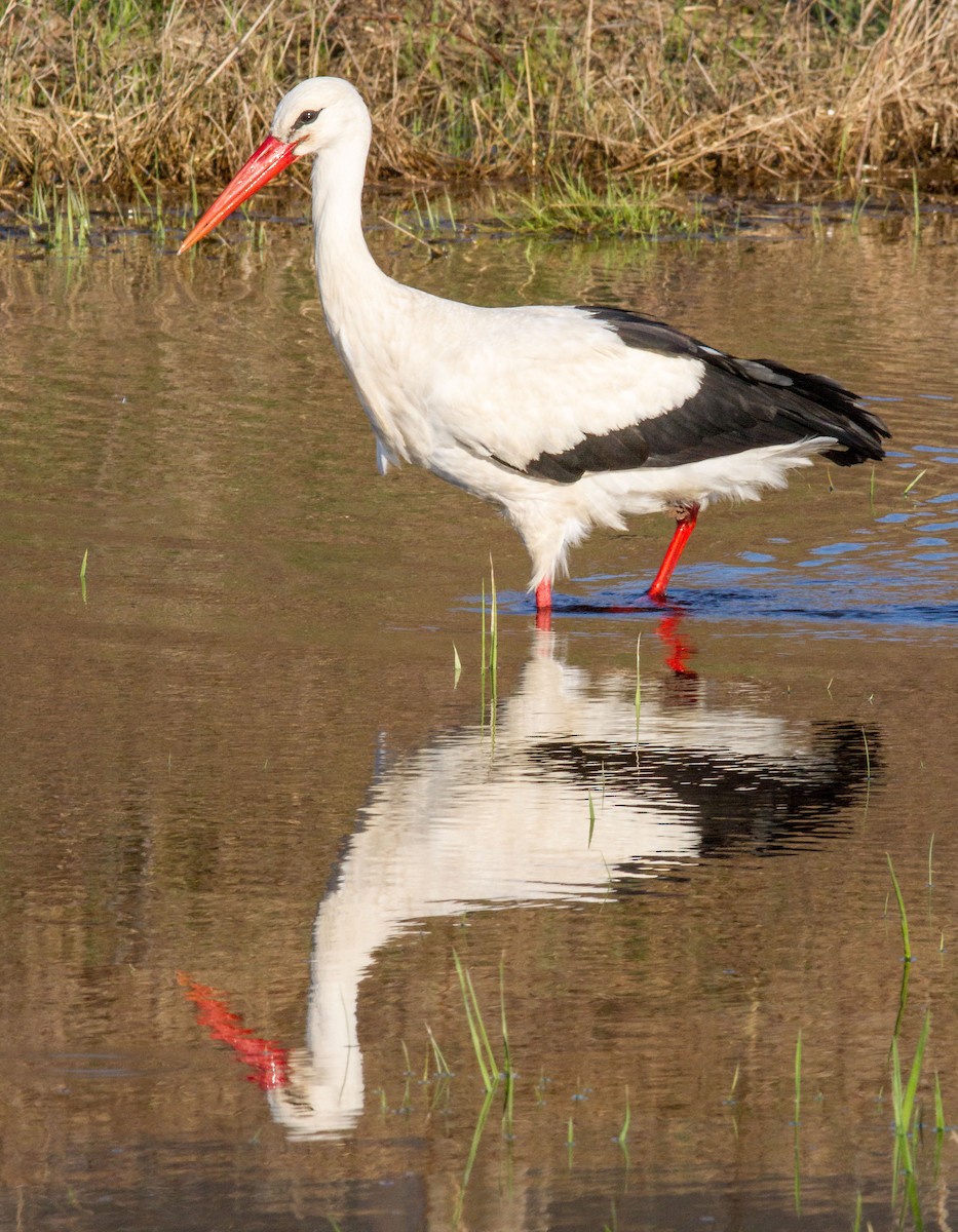 Weißstorch - ML618267092