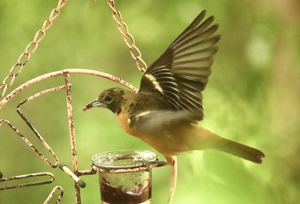 Baltimore Oriole - Margaret Bergstrom