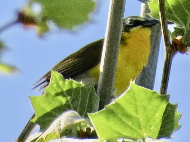 Yellow-breasted Chat - Janet Paisley