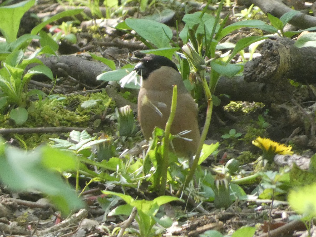 Eurasian Bullfinch (Eurasian) - ML618267117