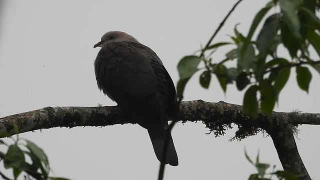 Dúcula Dorsicastaña - ML618267150