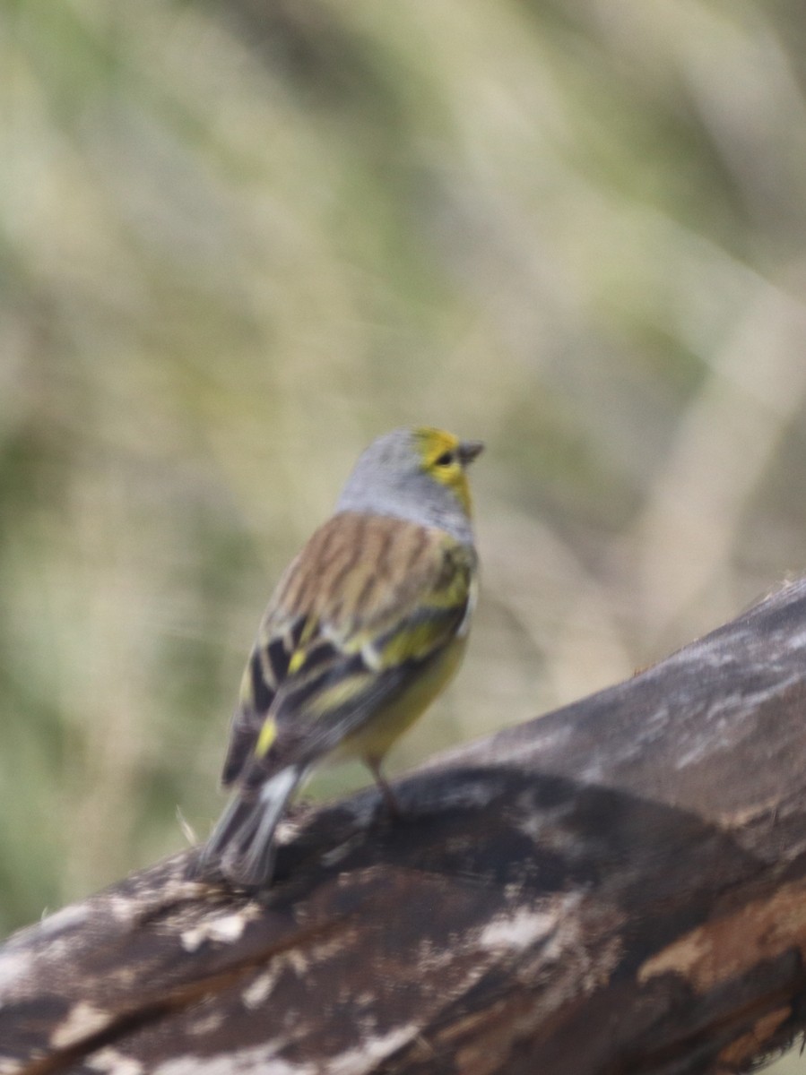 Corsican Finch - ML618267159