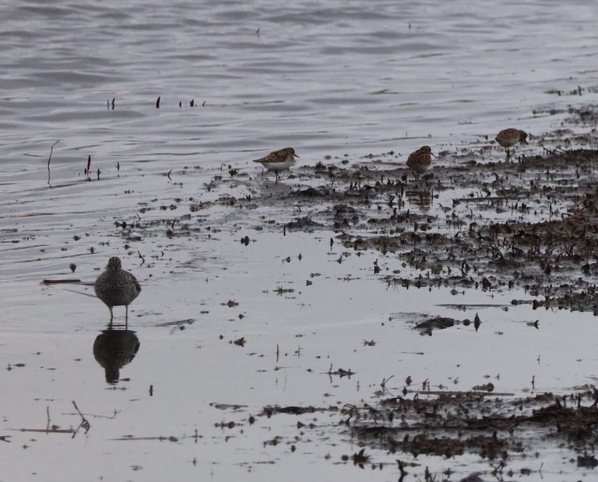 Semipalmated Sandpiper - ML618267169