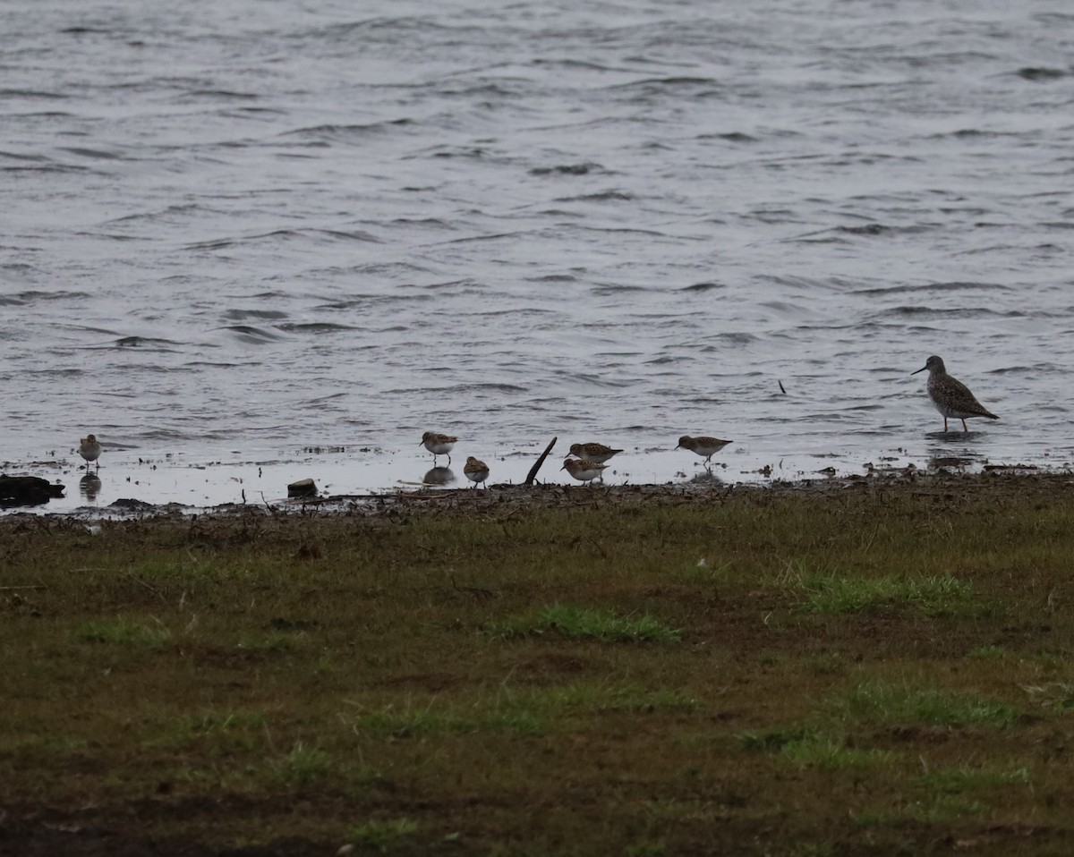 Semipalmated Sandpiper - ML618267172