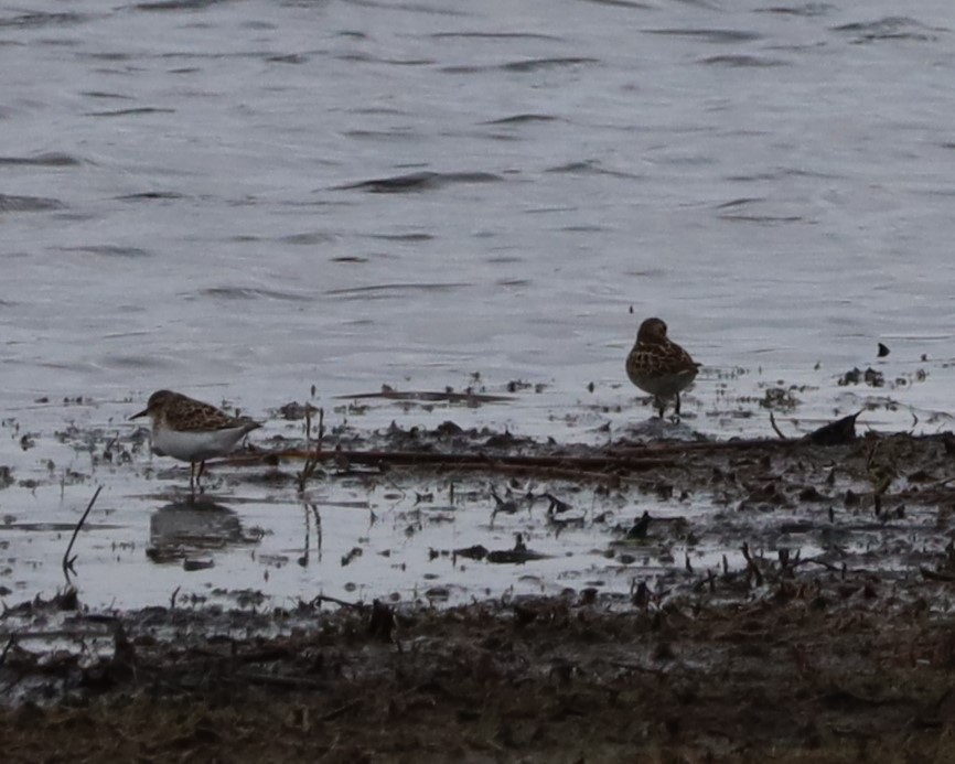 Semipalmated Sandpiper - ML618267174