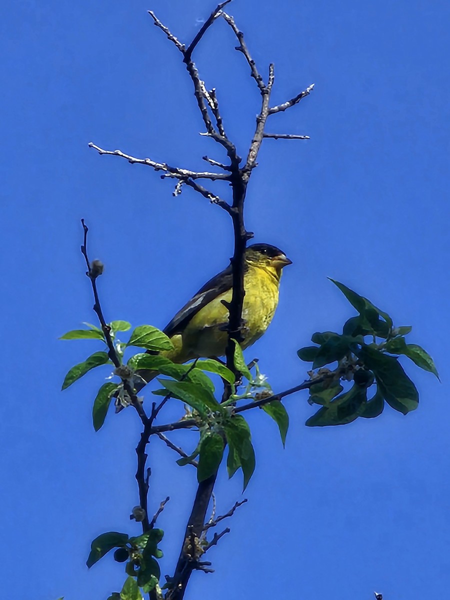 Lesser Goldfinch - Janelle Willis