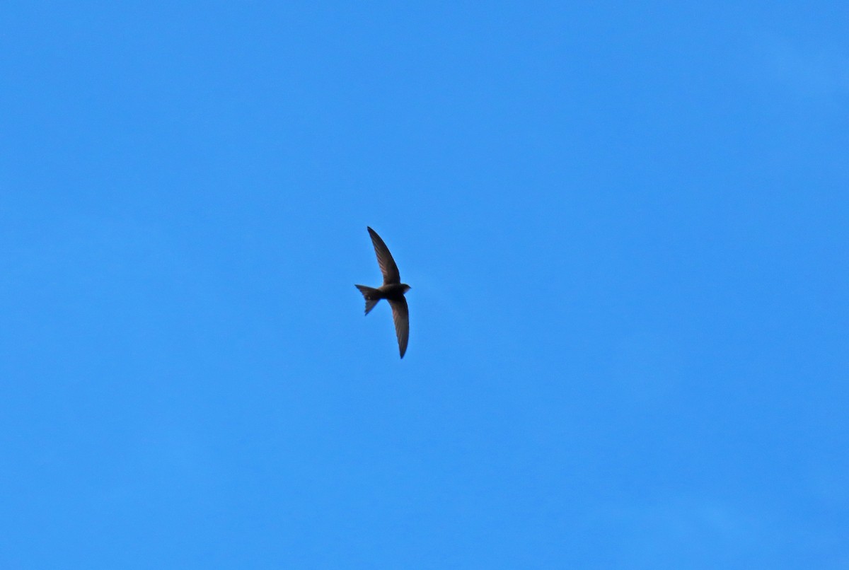 Common Swift - ML618267180