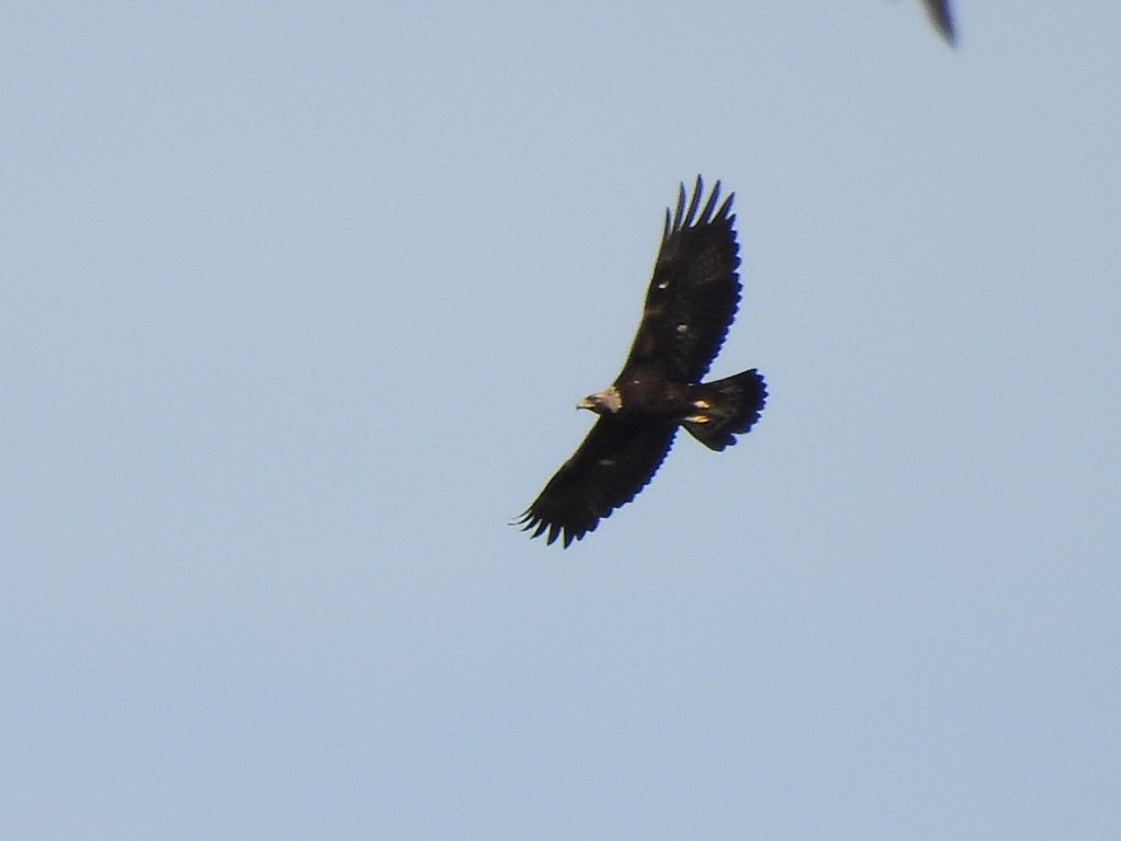 Golden Eagle - José Ramón Martínez