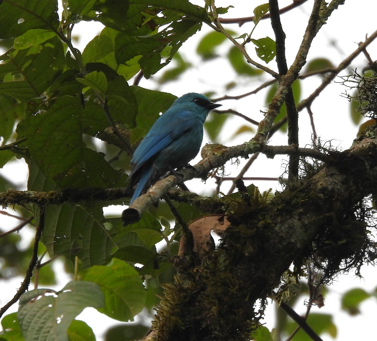 Verditer Flycatcher - Shivaprakash Adavanne