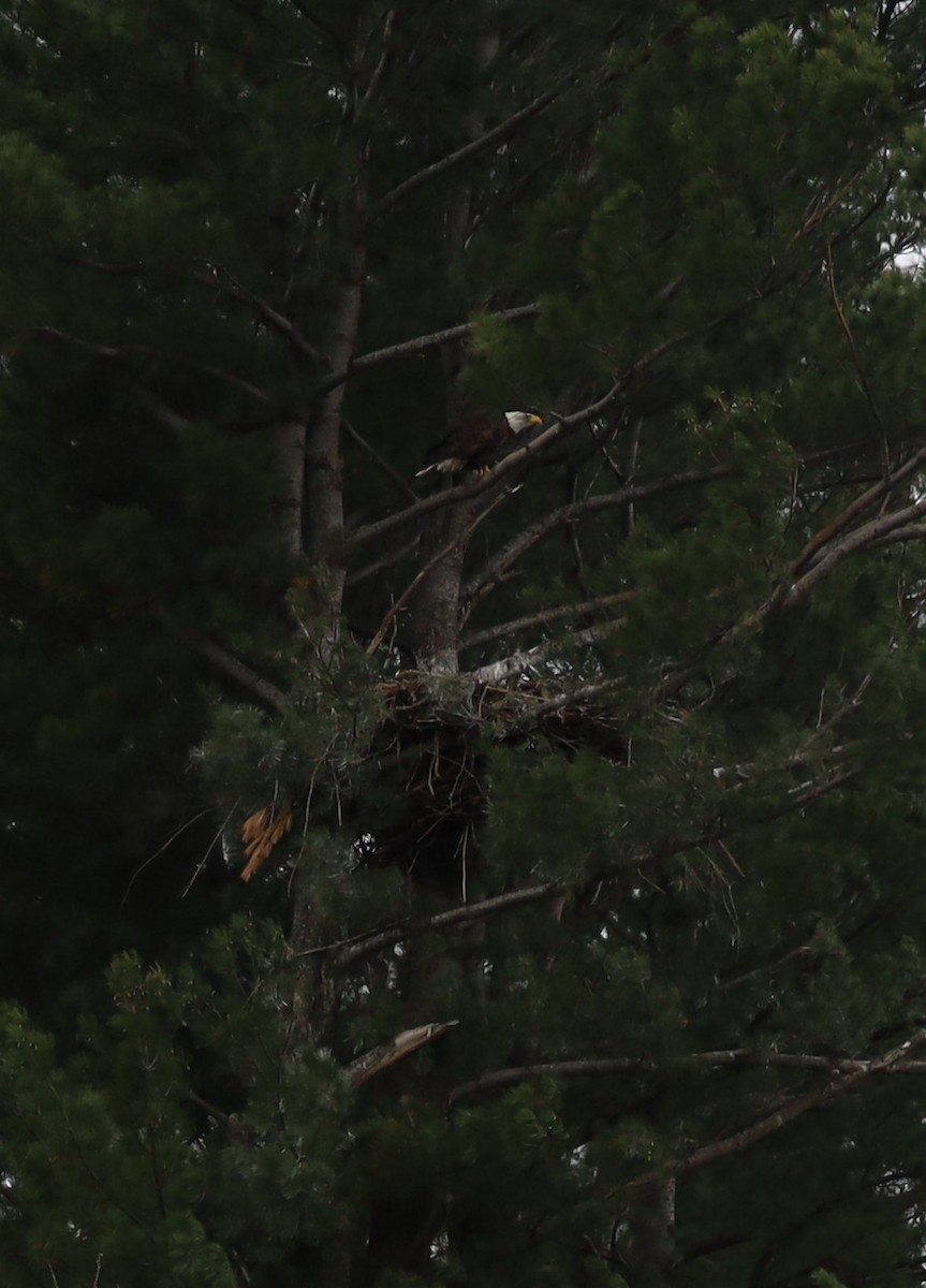Bald Eagle - ML618267211