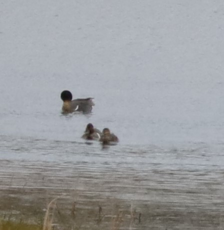 Green-winged Teal - Randal Newton