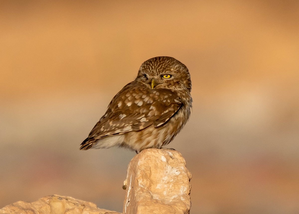 Little Owl - Ian Burgess