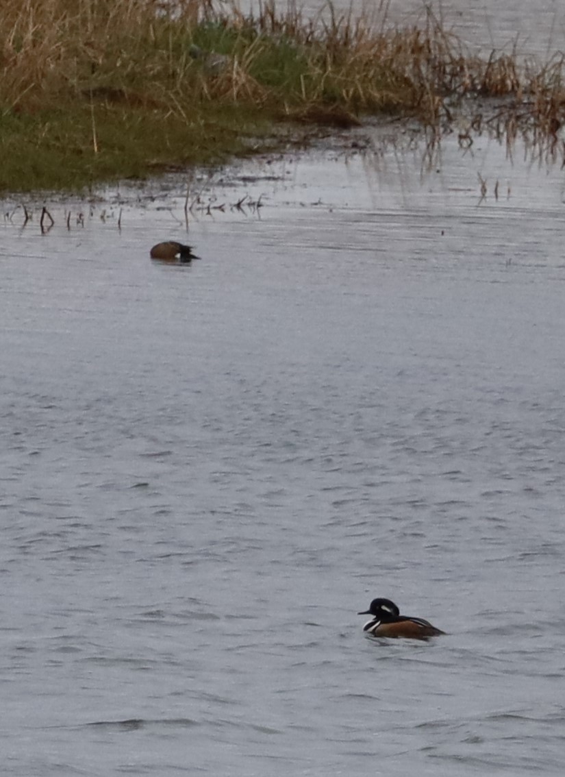 Hooded Merganser - Randal Newton