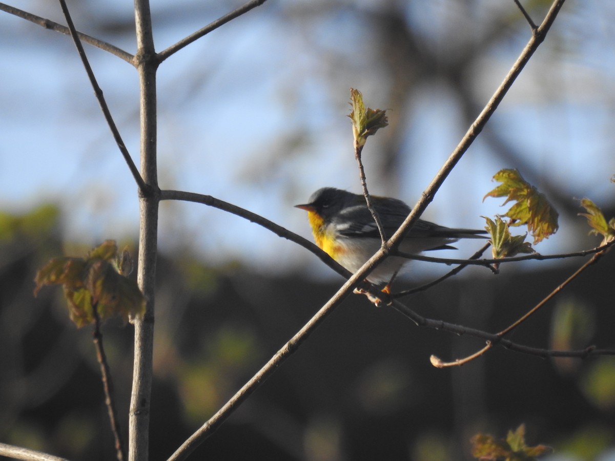 Northern Parula - Tom Dibblee