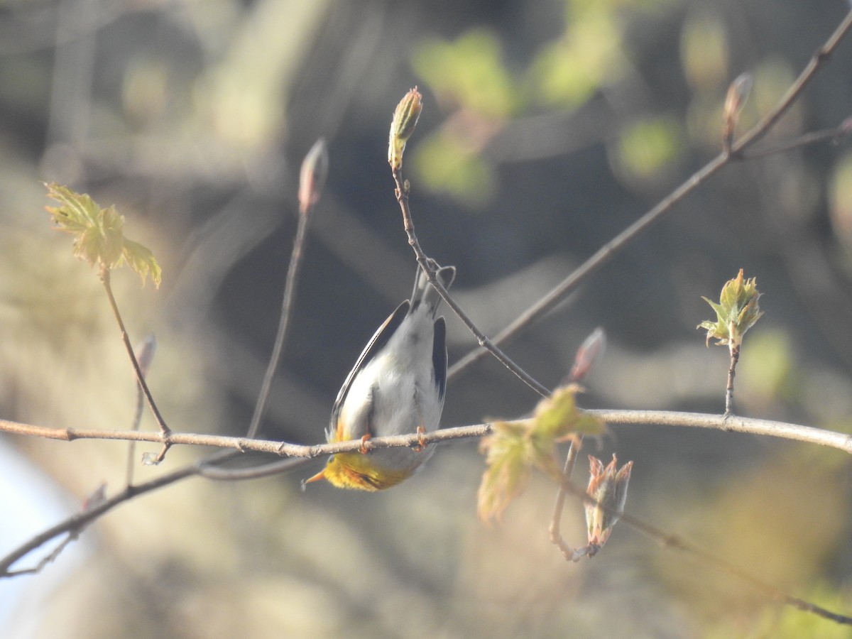 Northern Parula - Tom Dibblee